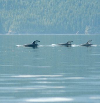 Three dolphins swimming in the Johnstone Strait