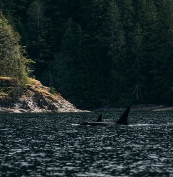 Two orcas travelling through a bay in the Johnstone Strait