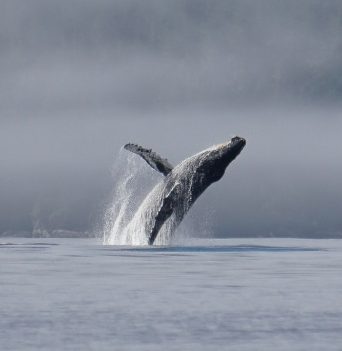 A humpback whale breaching
