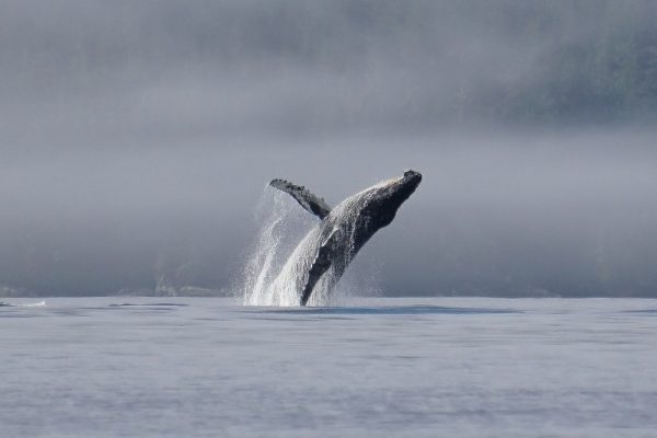 A humpback whale breaching