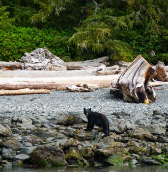 A bear walking along a rocky shoreline in coastal BC