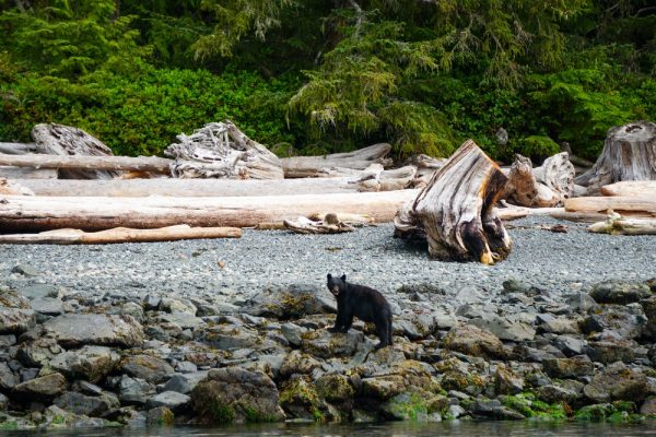 A bear walking along a rocky shoreline in coastal BC