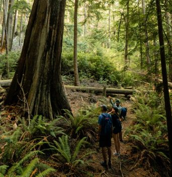 A group of people walking through a forest
