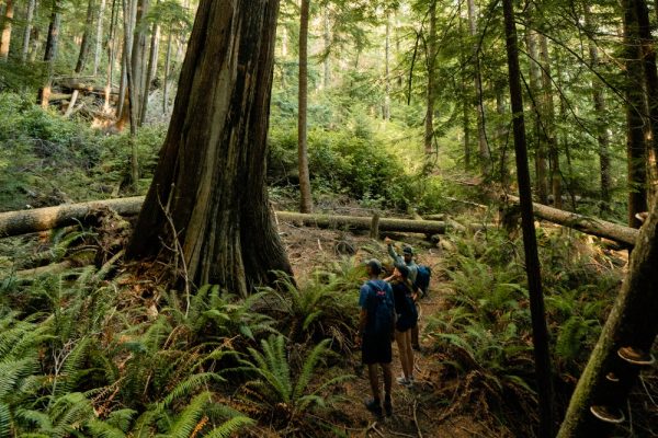 A group of people walking through a forest