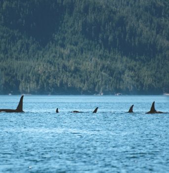 A pod of orcas swimming in the Johnstone Strait