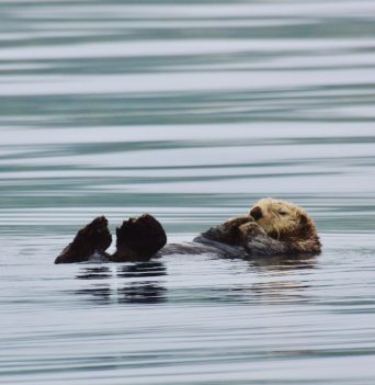 An otter floating in the sea in BC