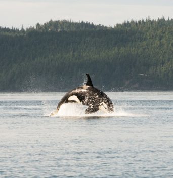 An orca breaching in Blackfish Sound