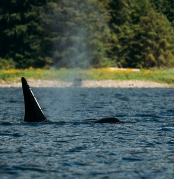 An orca spouting in coastal BC
