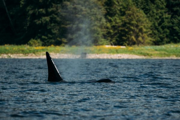 An orca spouting in coastal BC