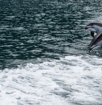 Two dolphins swimming in the wake of a boat
