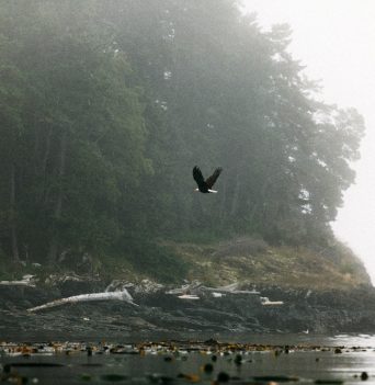 An eagle flying in the mist in BC