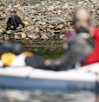 Kayakers watching a bear forage along a rocky beach