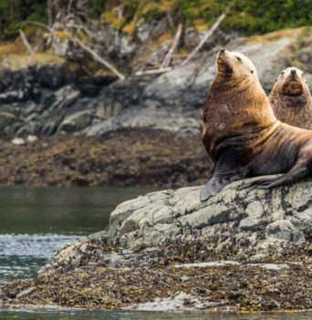 A group of sea lions resting on a rocky shore