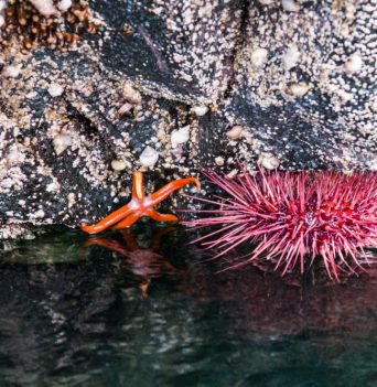 Intertidal life of coastal BC