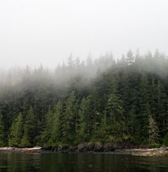 Low clouds over the pacific coastal rainforest