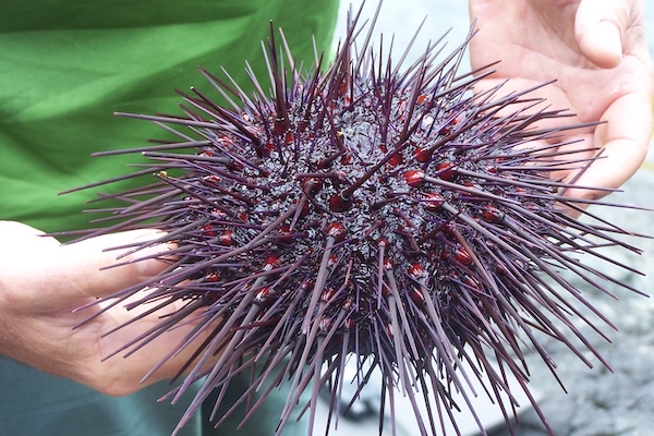 A purple sea urchin in Coastal BC
