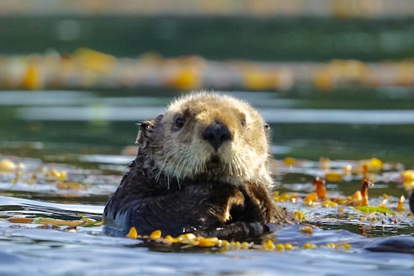 Sea otter in British Columbia