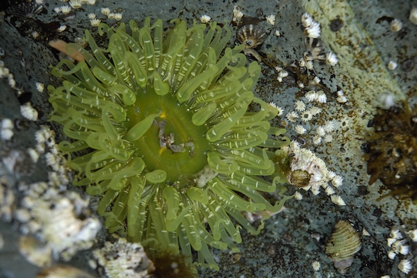 A sea anemone in British Columbia's intertidal zone
