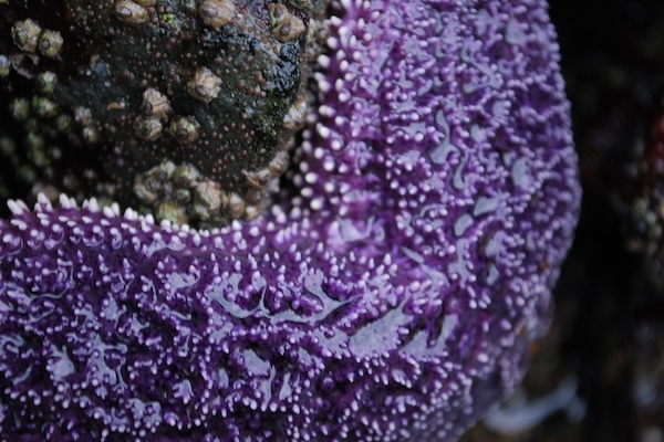 A sea star up close in British Columbia's intertidal zone