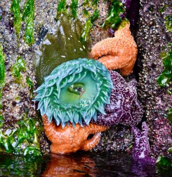 Intertidal life in the Great Bear Rainforest