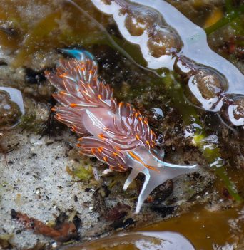 Intertidal life of the Great Bear Rainforest