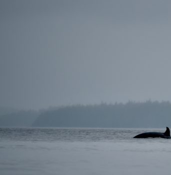 A whale swimming in the distance off the coast of the Great Bear Rainforest