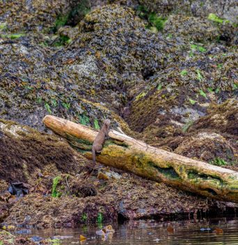 An otter climbing on a log along the shore