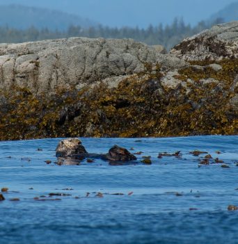 A sea otter resting in a kelp bed in the Great Bear Rainforest