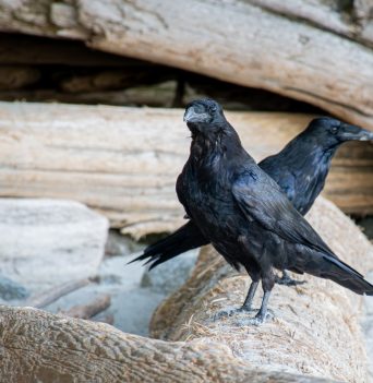 A raven landing on a beached log