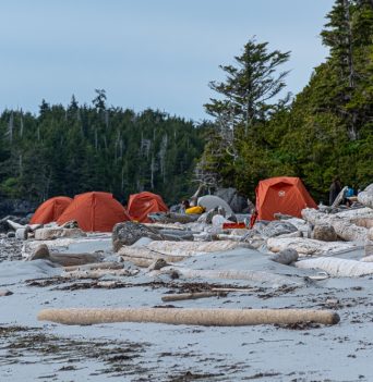 A group of orange tents on a sandy beach in the Great Bear Rainforest