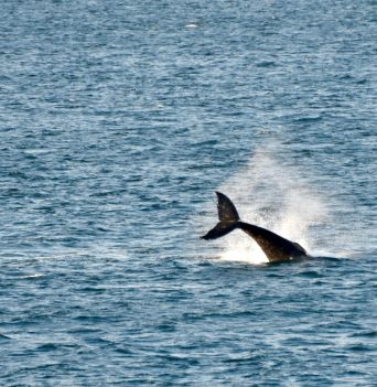 Dolphin leaping in the pacific ocean