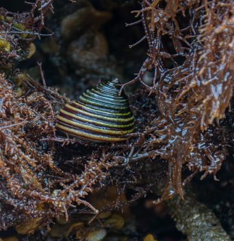 Intertidal life in the Great Bear Rainforest