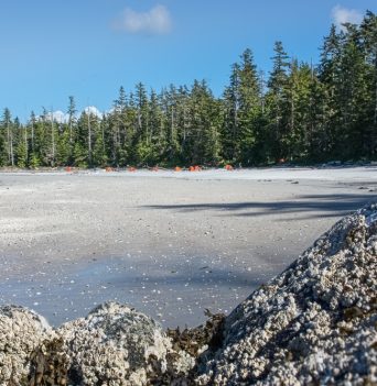 A sandy beach in the Great Bear Rainforest