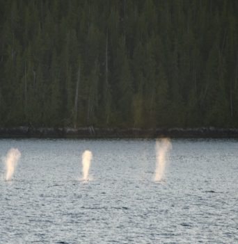 A pod of three whales spouting in the pacific ocean
