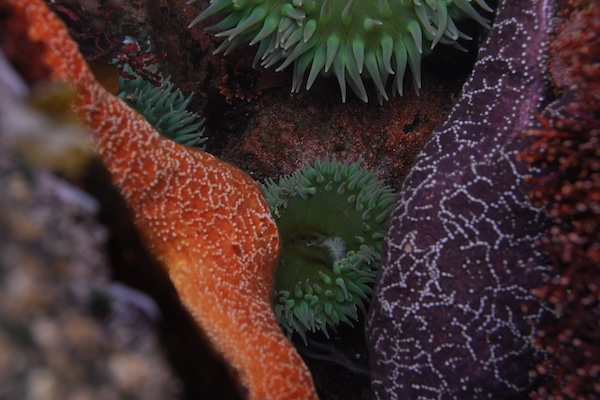 British Columbia's intertidal zone up close