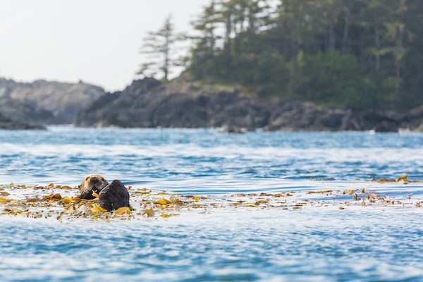 An otter floating in a kelp bed in British Columbia