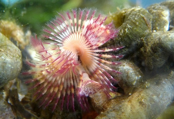 Red Calcareous tubeworm in British Columbia's intertidal zone