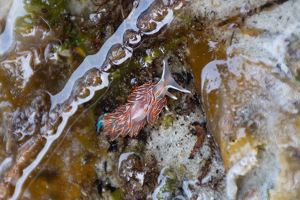 Opalescent nudibranch in British Columbia's intertidal zone