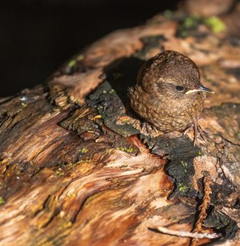 A wren in Coastal British Columbia