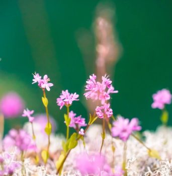 Pink and white flowers in Desolation Sound