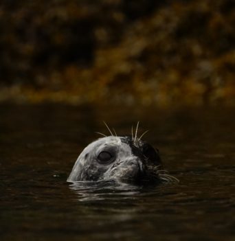 A harbour seal poking its head out of the water in coastal BC