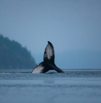 The tail of a humpback whale in Coastal BC