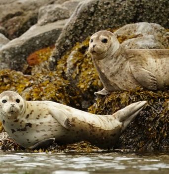 Harbour seals resting on rocks in Desolation Sound