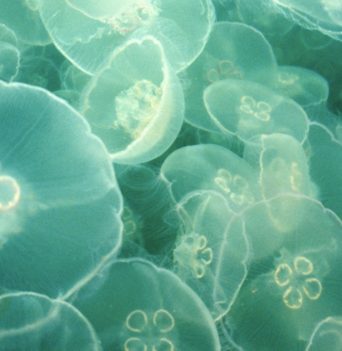 Jellyfish in the waters off of Vancouver Island