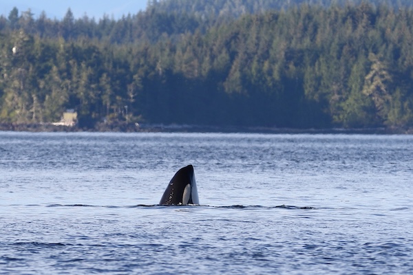 Orca spy hopping in British Columbia