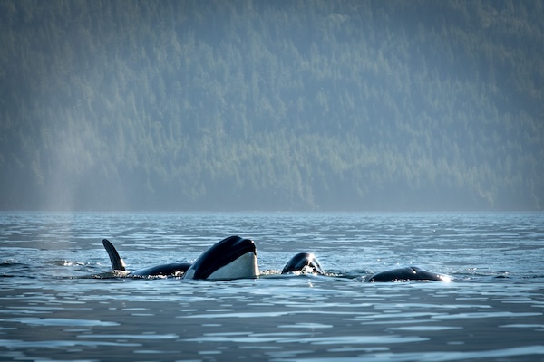 Orcas in British Columbia swimming together