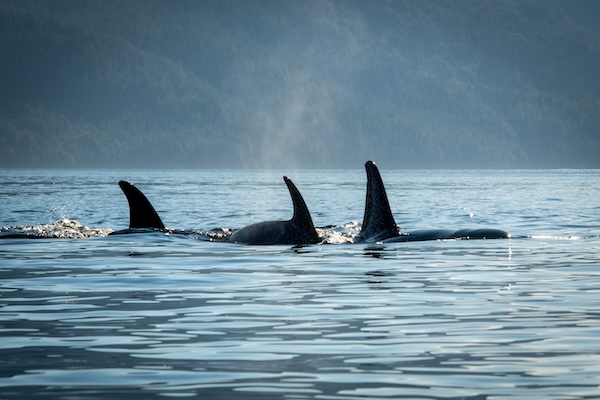 Orcas in British Columbia travelling through the Johnstone Strait