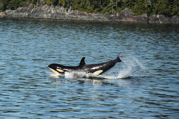 An orca landing in the water in Blackfish Sound