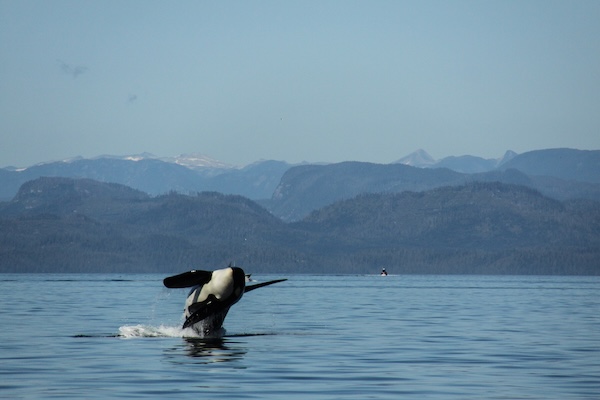 Orca leaping out of the water in Coastal BC