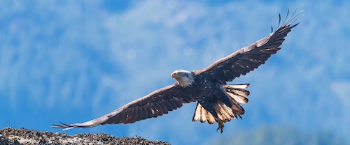 Eagle flying in British Columbia